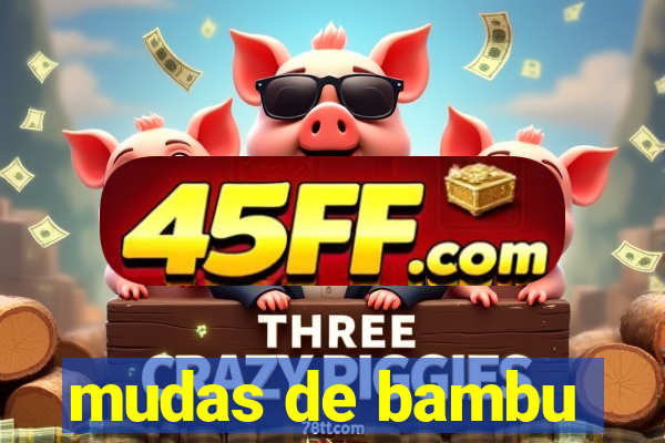 mudas de bambu